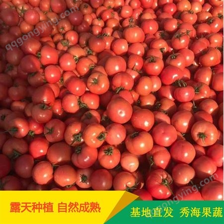 大量供应山东西红柿 秀海果蔬 石头西红柿种子 西红柿培育基地