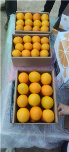 昆明冰糖橙批发  冰糖橙价格  优质供应商