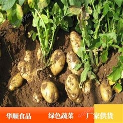 大土豆 可作为食材 用于电商售卖 蔬菜产地供应 华顺食品