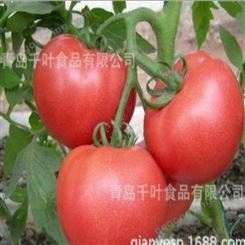 西红柿 大量采购 卫生干净
