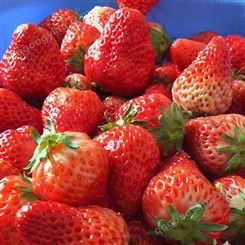 冷冻草莓 散装批发 速冻水果果粒果丁榨汁浆果 冰淇淋甜点