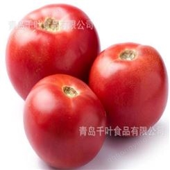 厂家直供出口级新鲜西红柿 新鲜西红柿 西红柿批发