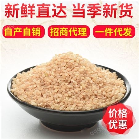 有机糙米 低温烘焙东北糙米 新米胚芽活米糙大米原料批发定制