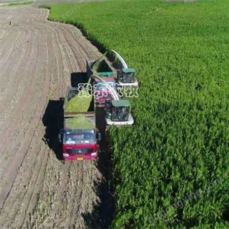 豫东农牧-9QZS-2650青储玉米秸秆收割机厂家价格从优质量保证