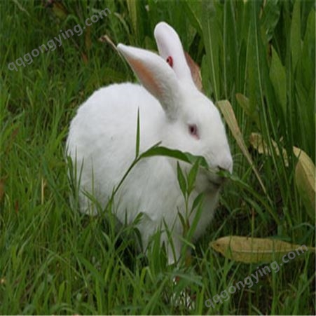 养殖成本利润分析 雷克斯兔价格 獭兔兔毛 养殖白色獭兔