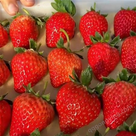 常年直销妙香七号草莓苗价格 银庄农业妙香七号草莓苗培育基地