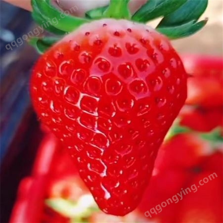 入棚草莓苗价格 甜宝草莓苗品种 草莓苗种植技术