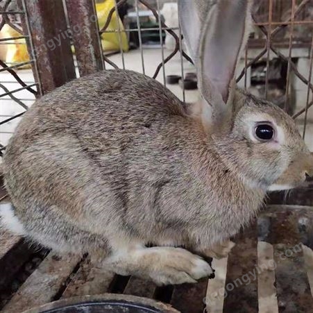 广信供应- 公羊兔养殖- 垂耳兔幼崽