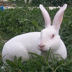 广信指导饲养-纯种新西兰兔-新西兰兔肉兔价格
