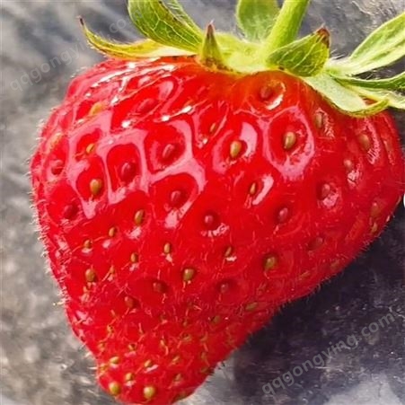 常年直销妙香七号草莓苗价格 银庄农业妙香七号草莓苗培育基地