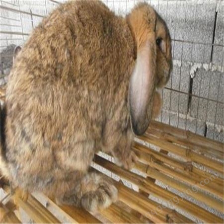 广信供应- 公羊兔养殖- 垂耳兔幼崽