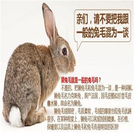 养殖成本利润分析 雷克斯兔价格 獭兔兔毛 养殖白色獭兔