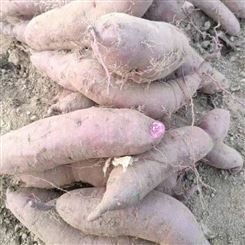 紫薯批发 紫薯价格 山东紫薯基地