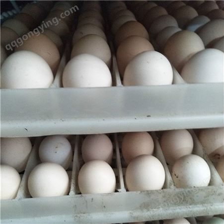 农家散养土鸡蛋 绿壳蛋鸡种蛋 黄羽肉鸡种蛋 土鸡苗蛋