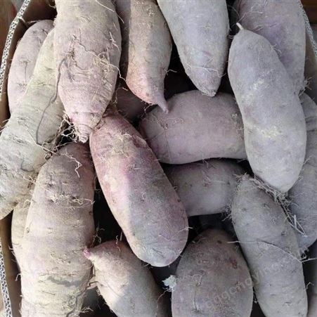紫薯批发 紫薯价格 山东紫薯基地