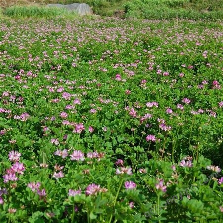 进口紫花苜蓿草种子价格 紫花苜蓿草籽批发 通凯 四季牧草草种子供应商家