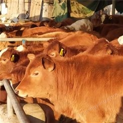 内江市小肉牛出售 大型养牛厂家 通凯 鲁西黄牛300斤 内江市养殖场