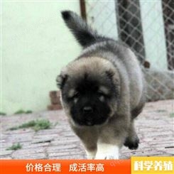 大型护卫高加索犬 活体双血统高加索犬 高加索犬幼犬出售价格