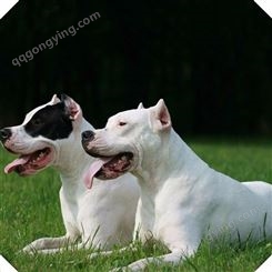 阿根廷大型杜高犬 猛犬护卫犬杜高犬 种杜高幼犬批发售价 好健康