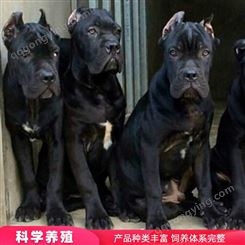 黑色大型卡斯罗犬 护卫卡斯罗犬 卡斯罗犬幼崽 养殖厂家