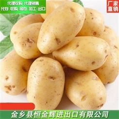 土豆出口 金乡土豆代购 大量供应土豆