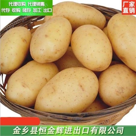 代理加工土豆 土豆加工 大量出售金乡土豆