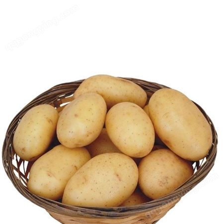 土豆出口 金乡土豆代购 大量供应土豆