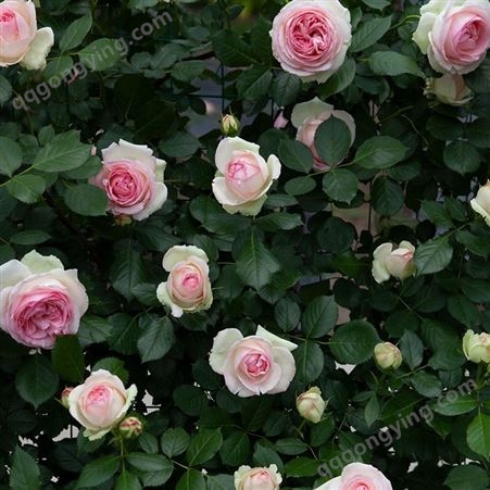 粉色龙沙宝石  爬藤蔷薇月季花苗   别墅庭院  攀援爬墙藤本欧洲月季