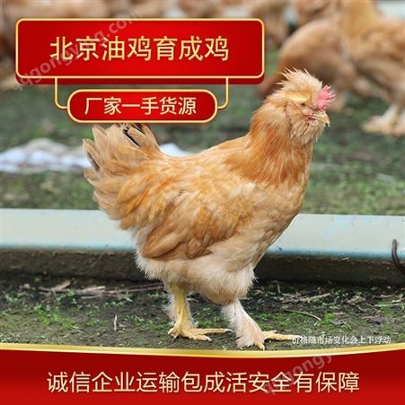 健康的北京油鸡育成鸡养殖 河北养殖场常年出售北京油鸡育成鸡