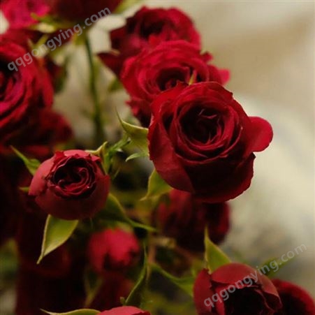 猩红泡泡 多头玫瑰  鲜切花种植基地批发 绿植盆栽花卉市场