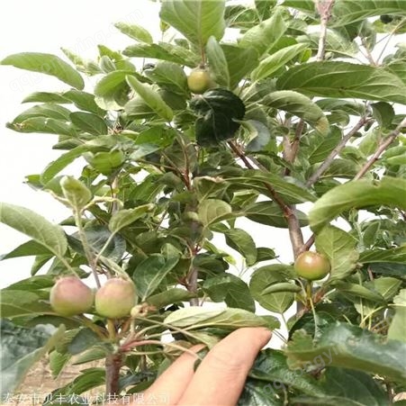 蜜脆苹果树苗哪里卖  新品种苹果树苗批发大量供应