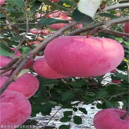 蜜脆苹果树苗哪里卖  新品种苹果树苗批发大量供应