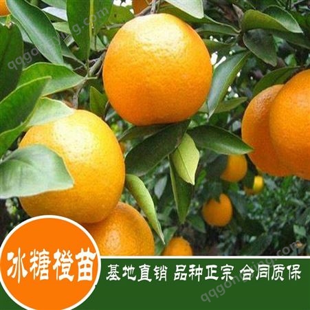 鑫燎三农 冰糖橙批发行情 云南冰糖橙种植基地 昆明冰糖橙精选厂家