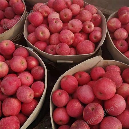 红富士苹果大量出库 80以上大果 脆甜可口