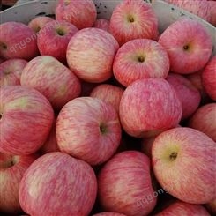 果园直发脆甜新鲜水果 永发红富士苹果5斤 当季现摘现货