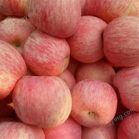红富士苹果价格  产地大量上市 口感甜脆个头大