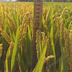 山稻种子行情水稻种子旱稻种子优质高产圆粒稻谷种子品种亩产高达千斤