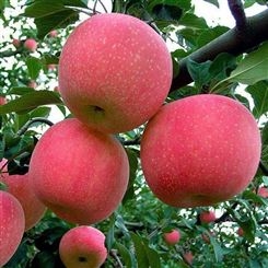 苹果树苗  南北方种植盆栽地栽  鲁丽嫁接苹果树苗  江苏鲁丽新品种