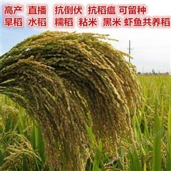 山稻种子水稻种子旱稻种子优质高产圆粒稻谷种子品种亩产高达千斤