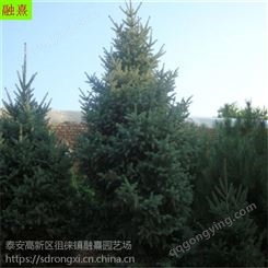 基地云杉 四季常青《2 2.5 3 3.5 4米高》真正的天然圣诞树 红皮云杉