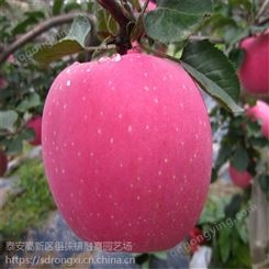 1米高果树苗 山东基地苹果树苗 矮化红富士1公分2公分 量大