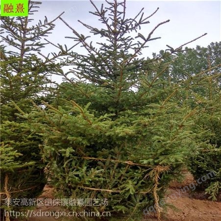 基地云杉 四季常青《2 2.5 3 3.5 4米高》真正的天然圣诞树 红皮云杉