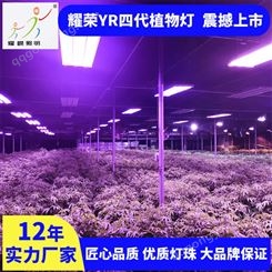 LED照明育苗植物灯 新一代智能灯 跨境货源 厂家批发 耀嵘科技