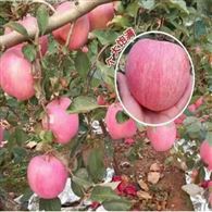 厂家直供出口级新鲜苹果 苹果 苹果批发