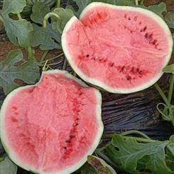 阿勒泰地区西瓜批发 甜王西瓜 厂家新鲜水果 优质供应宏远果蔬