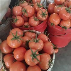 崇左市 西红柿 现货新鲜蔬菜 专业快速宏远果蔬