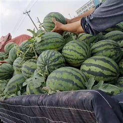 洛阳市 西瓜批发 甜王西瓜 优质货源新鲜水果 宏远果蔬 公司