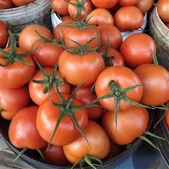新乡市采购西红柿 西红柿批发 宏远果蔬 新鲜蔬菜 价格合理