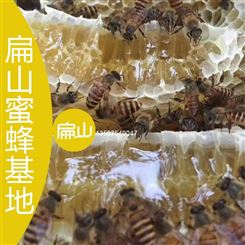 福建蜂巢蜜蜂箱蜂具 福建泉州蜂王意中蜂养殖养殖培训基地